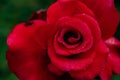 Amazing macro photography of red rose with dew drops on petals in the garden. nature and winter concept