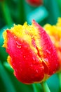 Amazing macro photography of red yellow tulip with rain drops. Blurred green leaves and other colorful tulips in background. Royalty Free Stock Photo