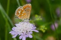 Amazing macro shot of a beautiful Adonis Blue butterfly on a wildflower with a nature background Royalty Free Stock Photo