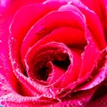 Amazing macro shot of beautiful pink rose with bubbles. Close up image of rose details