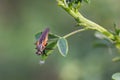 Amazing macro shot of a dipterous on a leaf Royalty Free Stock Photo
