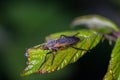 Amazing macro shot of a dipterous on a leaf Royalty Free Stock Photo