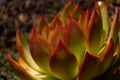 Amazing macro shot of an Echeveria Colorata succulent plant - also known as the Mexican giant