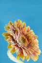 Amazing macro shot of gerbera daisy flower in the water with bubbles on blue background Royalty Free Stock Photo