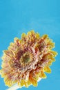 Amazing macro shot of gerbera daisy flower in the water with bubbles on blue background Royalty Free Stock Photo