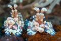 Amazing macro shot of a harlequin shrimp