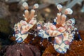 Amazing macro shot of a harlequin shrimp