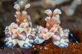 Amazing macro shot of a harlequin shrimp