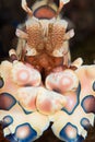 Amazing macro shot of a harlequin shrimp