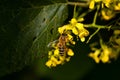Amazing macro shot of a honey bee on a yellow flower Royalty Free Stock Photo