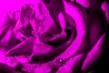 Amazing macro shot of purple rose with water drops. Selective focus. Royalty Free Stock Photo