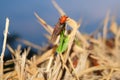 Amazing macro shots of insects.