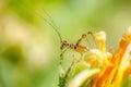 Amazing macro of a small colorful grasshopper