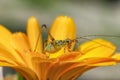 Amazing macro of a small green grasshopper Royalty Free Stock Photo