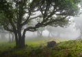 amazing magical atmosphere on the island of Madeira