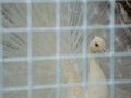 Amazing magnificent white peacock in a cage. Close-up.