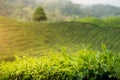 Amazing Malaysia landscape. View of tea plantation in sunset/sunrise time in in Cameron highlands, Malaysia. Nature background wi Royalty Free Stock Photo