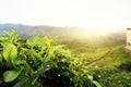 Amazing Malaysia landscape. View of tea plantation in sunset/sunrise time in in Cameron highlands, Malaysia. Nature background wi Royalty Free Stock Photo