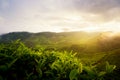 Amazing Malaysia landscape. View of tea plantation in sunset/sunrise time in in Cameron highlands, Malaysia. Nature background Royalty Free Stock Photo