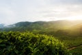 Amazing Malaysia landscape. View of tea plantation in sunset/sunrise time in in Cameron highlands, Malaysia. Nature background Royalty Free Stock Photo