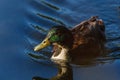 Amazing mallard duck swims in lake or river with blue water under sunlight