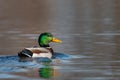 Amazing mallard duck