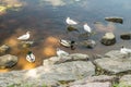 Amazing mallard ducks animal on stone.