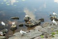 Amazing mallard ducks animal on stone.