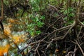 Amazing mangrove forest in Zanzibar Royalty Free Stock Photo