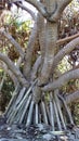 Amazing Mangrove Tree Roots Royalty Free Stock Photo