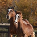 Amazing mare with beautiful foal running Royalty Free Stock Photo
