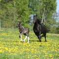 Amazing mare with foal running Royalty Free Stock Photo