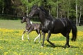 Amazing mare with foal running Royalty Free Stock Photo