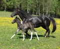 Amazing mare with foal running Royalty Free Stock Photo