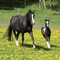 Amazing mare with foal running Royalty Free Stock Photo