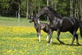 Amazing mare with little foal running on spring pasturage Royalty Free Stock Photo