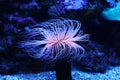 Amazing marine animals anemonia, actinia, anemone