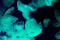 Amazing marine life background of a group of common moon jellyfish swimming in the dark sea and giving light in blue green color Royalty Free Stock Photo