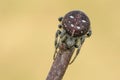 Amazing maroon spider araneus in a forest glade during summer