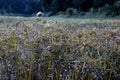 Amazing meadow near a lake in the forest