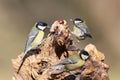 Amazing meeting three great tit on forest feeder