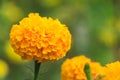 Amazing Mexican marigold flower in garden, on natural beautiful background.selection focus