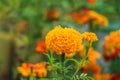 Amazing Mexican marigold flower in garden, on natural beautiful background.selection focus