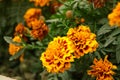 Amazing Mexican marigold flower in garden, on natural beautiful background.selection focus