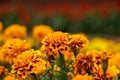 Amazing Mexican marigold flower in garden, on natural beautiful background.selection focus