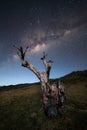 Milkyway over a dead tree at la Plaine des Cafres in Reunion Island Royalty Free Stock Photo