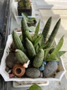 Amazing mini cute pepper cactus in room the most beautiful background