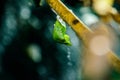 Amazing moment about butterfly change form chrysalis Royalty Free Stock Photo