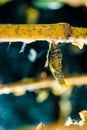 Amazing moment about butterfly change form chrysalis Royalty Free Stock Photo