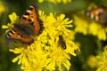 Amazing moment about butterfly change form chrysalis Royalty Free Stock Photo